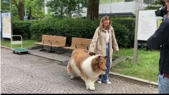 Man transforms himself to a border collie - Safi news